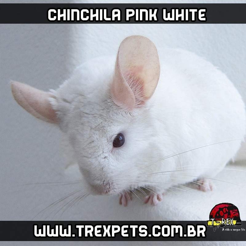 venda de chinchila branco