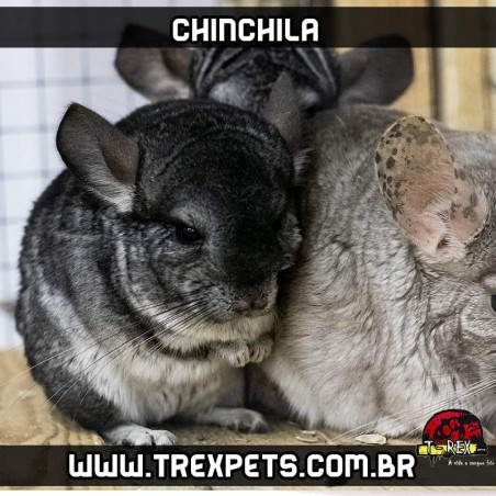 filhote de chinchila para comprar