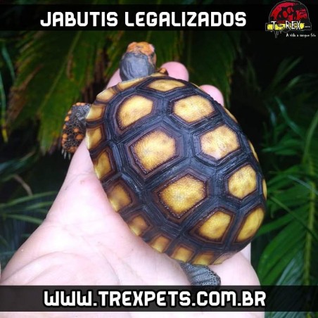 criadouro jabuti legalizado