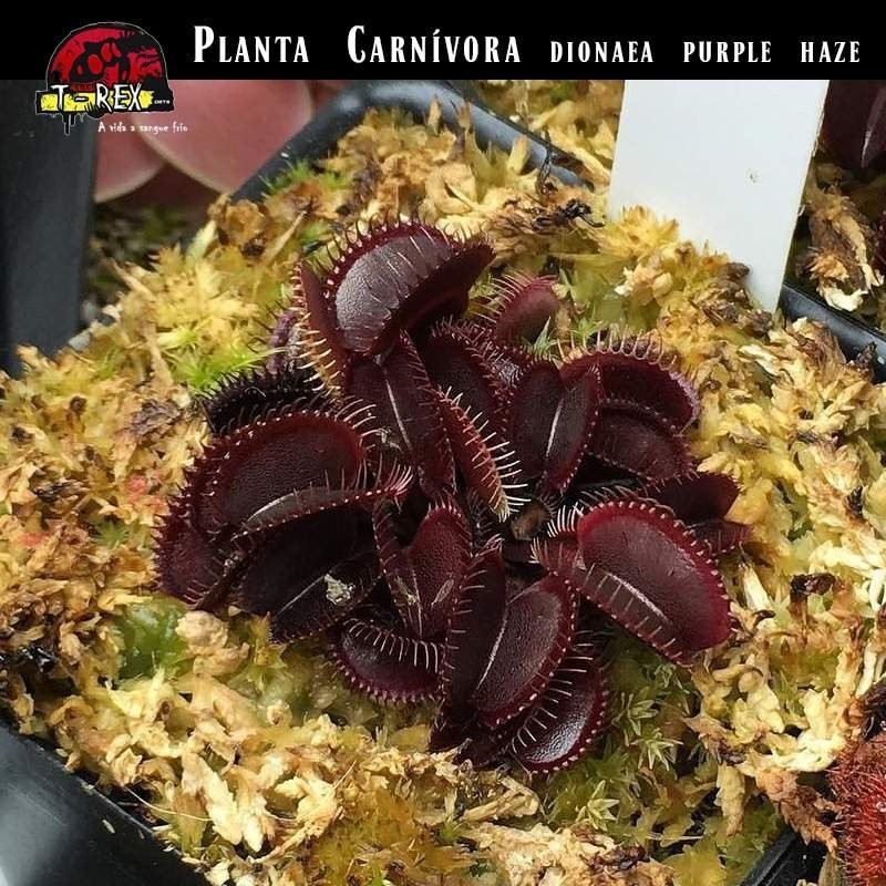 Planta carnivora roxa vermelha Planta carnivora roxa vermelha