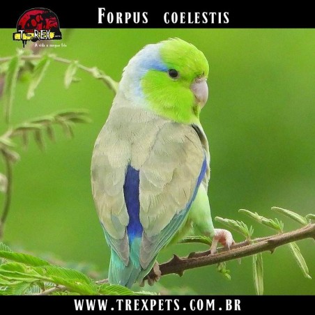 Papagaio Anão Forpus coelestis