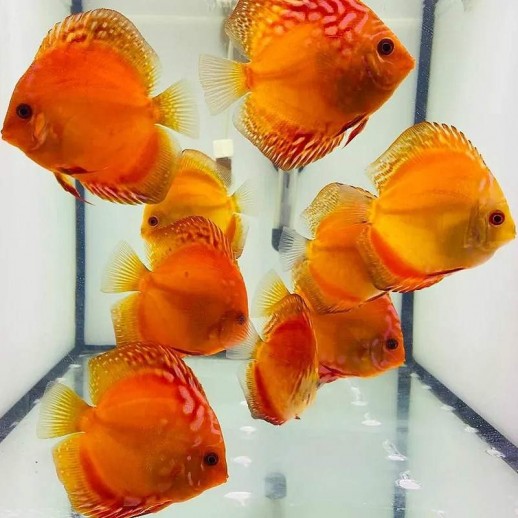 criador de peixes disco