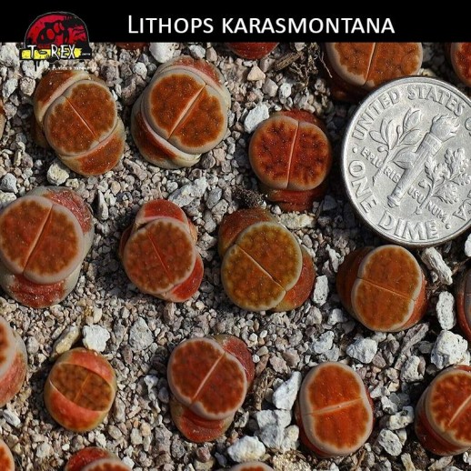 Cacto Pedra Lithops