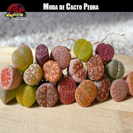 Comprar Mudas de Cacto Pedra