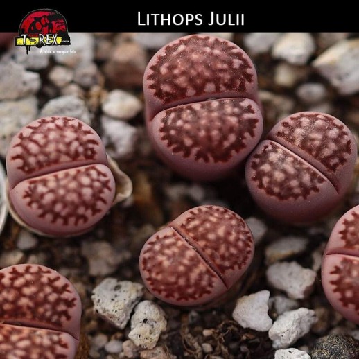 Lithops Cacto Pedra