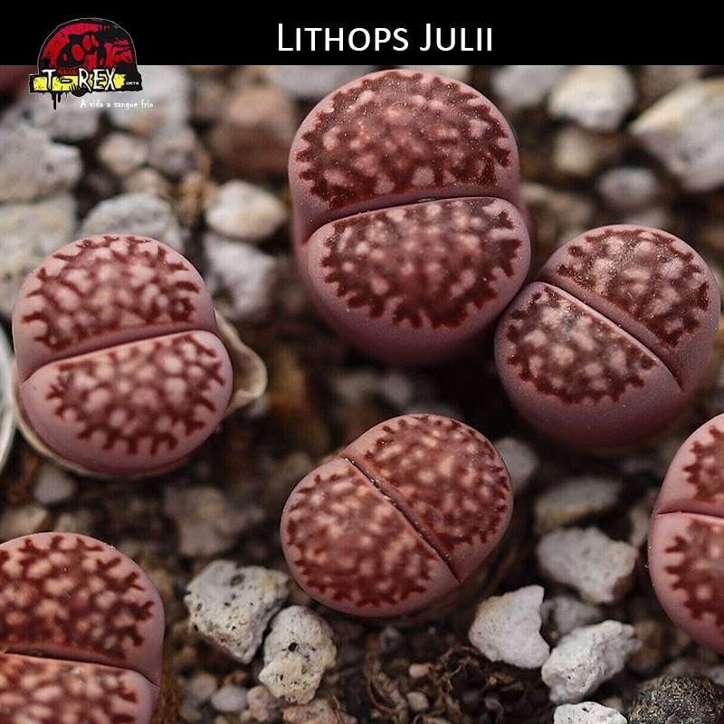 Lithops Cacto Pedra