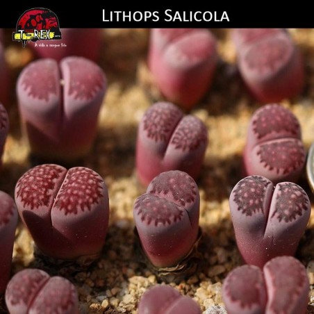 Cacto Pedra Roxo Lithops