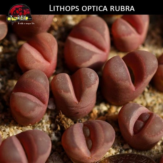 venda de lithops cacto pedra