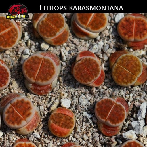 cacto pedra laranjado