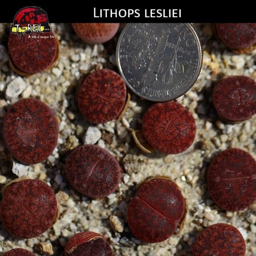 Lithops cacto pedra vermelho