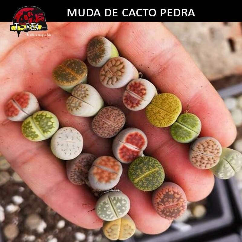 Comprar muda de lithops cacto