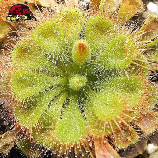 Planta Carnívora - Drosera...