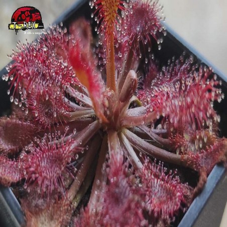 comprar muda de planta carnivora drosera capillaris