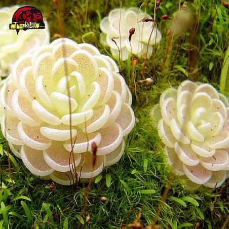 comprar planta carnivora pinguicula esseriana