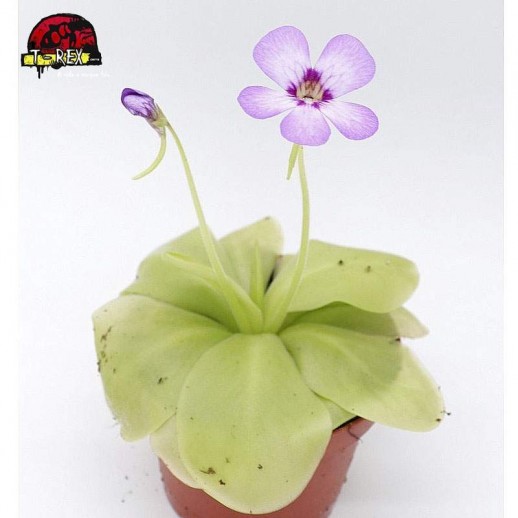 comprar planta carnivora pinguicula tina