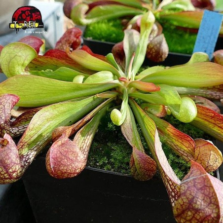 comprar muda de planta carnivora sarracenia psitacinna