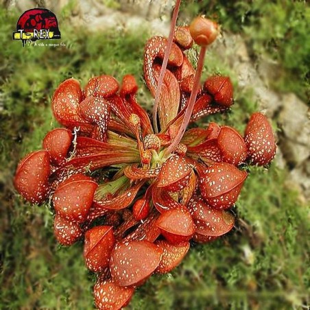 comprar planta carnivora sarracenia psitacinna