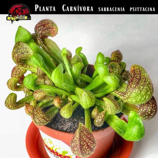 Planta Carnivora Rio de janeiro RJ