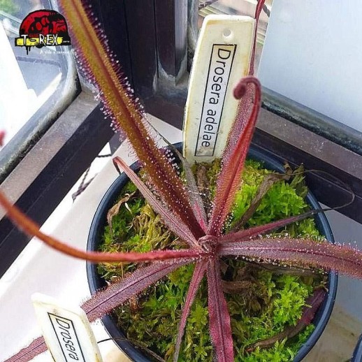 comprar planta carnivora drosera adelae