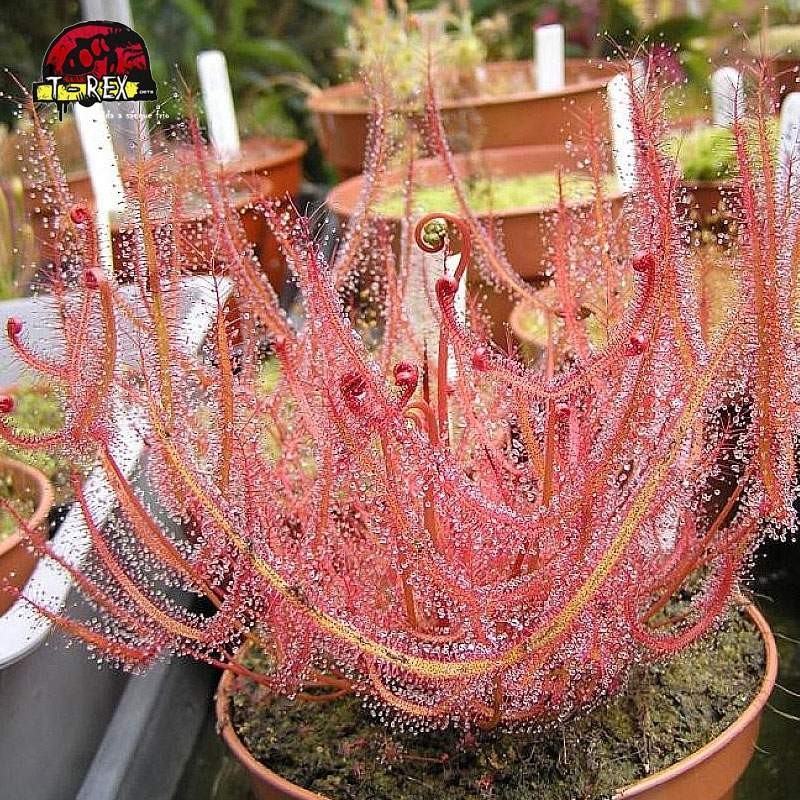 comprar planta carnivora drosera binata super red