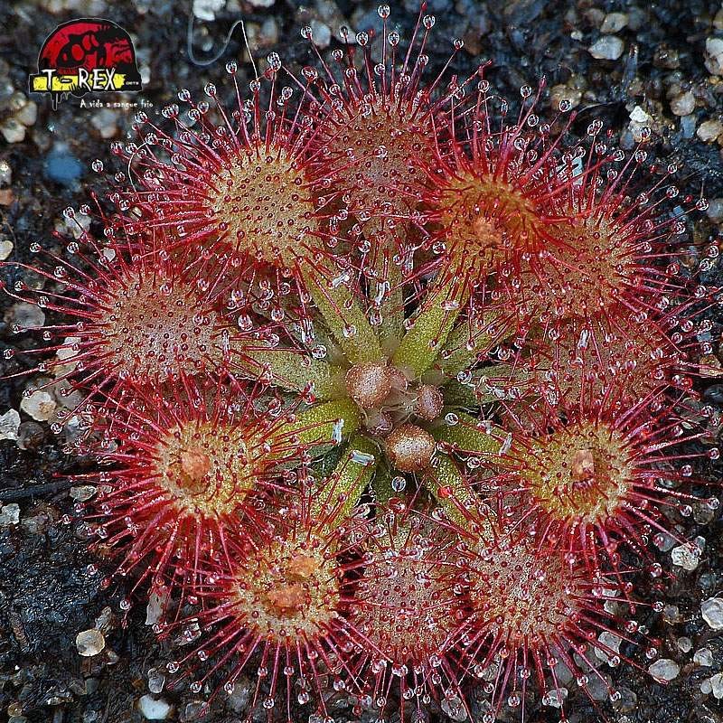 comprar muda de planta carnivora drosera capillaris