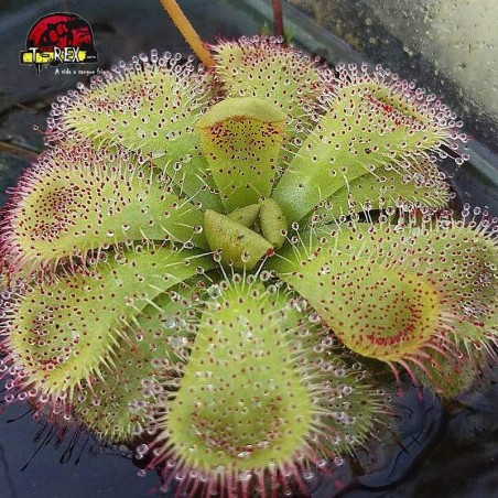 comprar planta carnivora drosera admirabilis