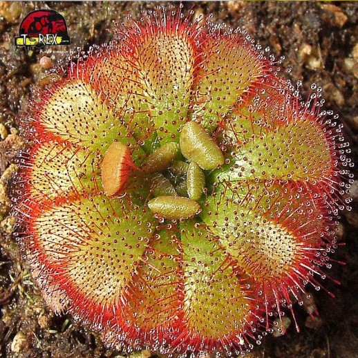 comprar planta carnivora drosera admirabilis