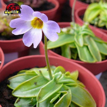 comprar planta carnivora pinguicula primuliflora