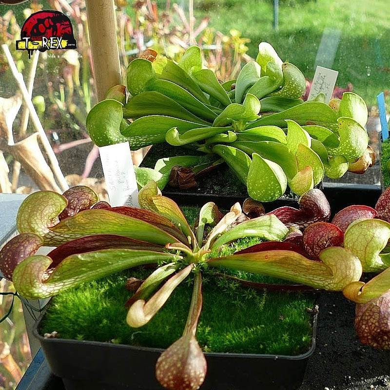 comprar planta carnivora sarracenia psitacinna