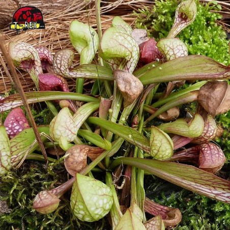 comprar muda de planta carnivora sarracenia psitacinna