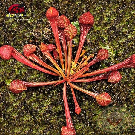 comprar planta carnivora sarracenia psitacinna
