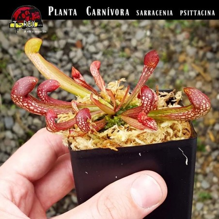 venda planta carnivora