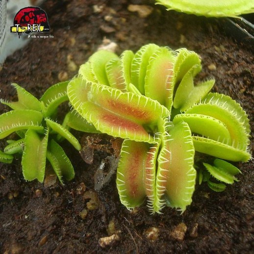 comprar planta carnivora dionea muscipula kim jong un