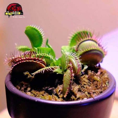 comprar muda de planta carnívora