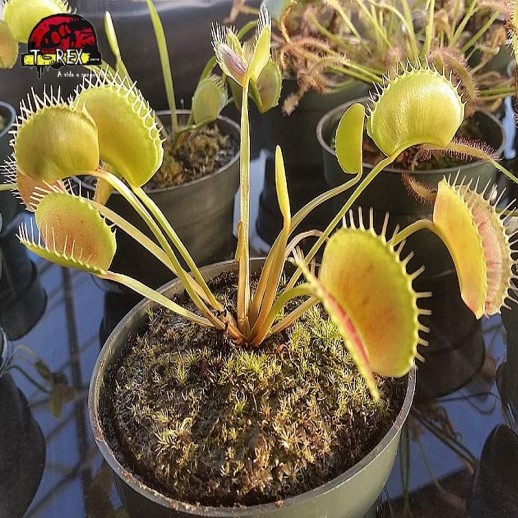 comprar planta carnivora dionaea king henry