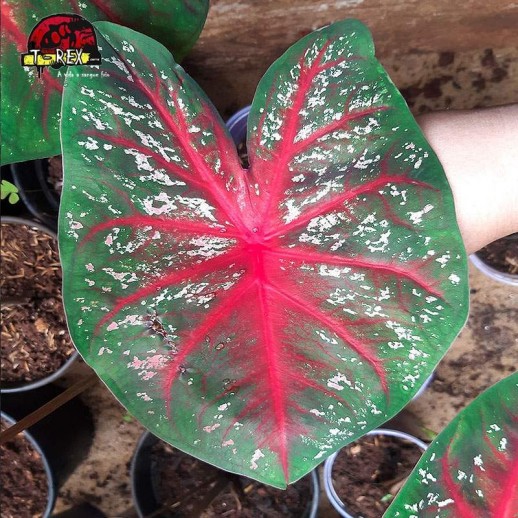 Muda de Planta Caladium - 25