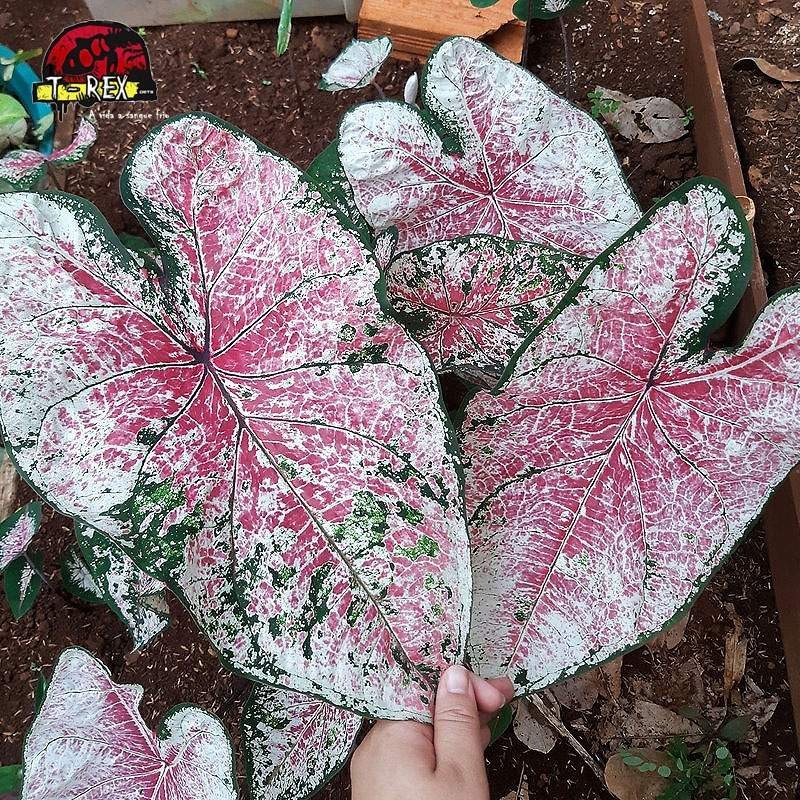 Comprar Planta Caladium Tinhorão