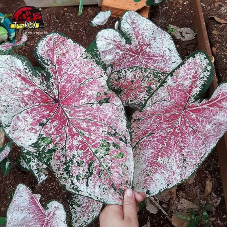 Comprar Planta Caladium Tinhorão