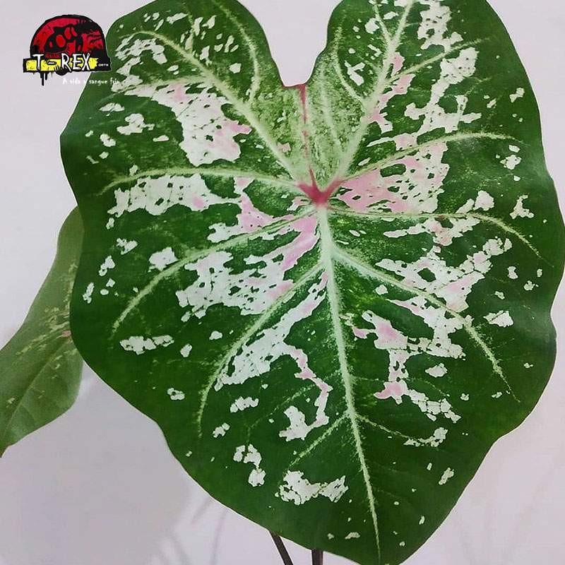 comprar muda de caladium