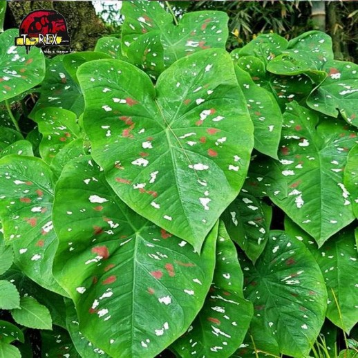 Muda de Planta Caladium - 40