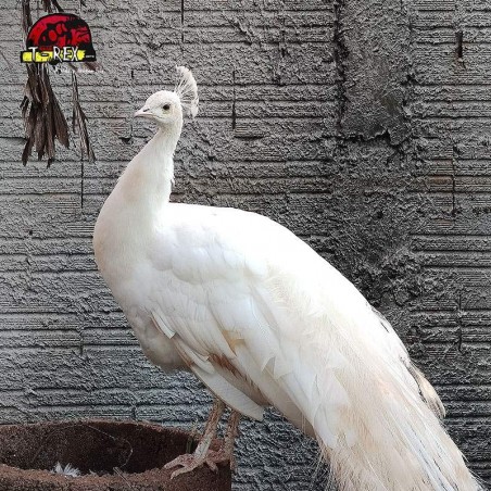 comprar pavao  branco