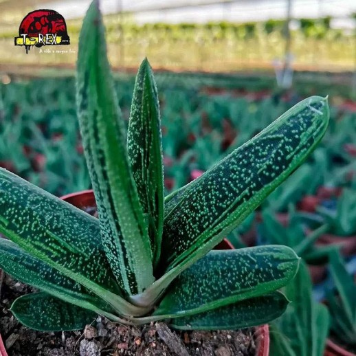 comprar muda de gasteria gracilis