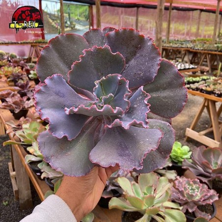 comprar muda de echeveria mauna