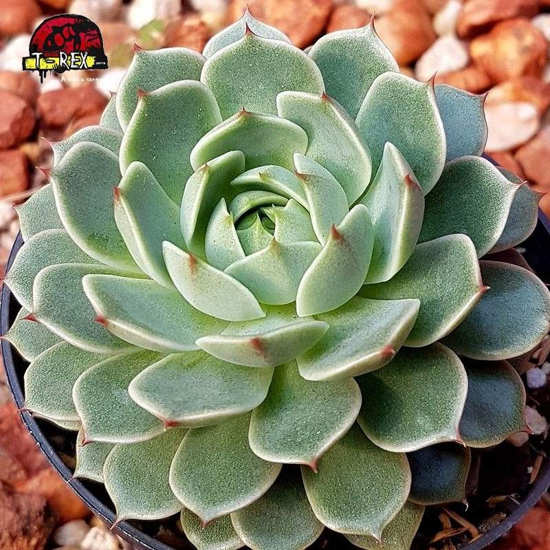 compra suculenta echeveria ben badis