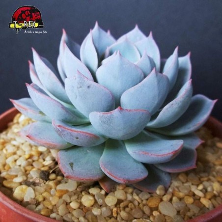 comprar suculenta echeveria x subsessilis