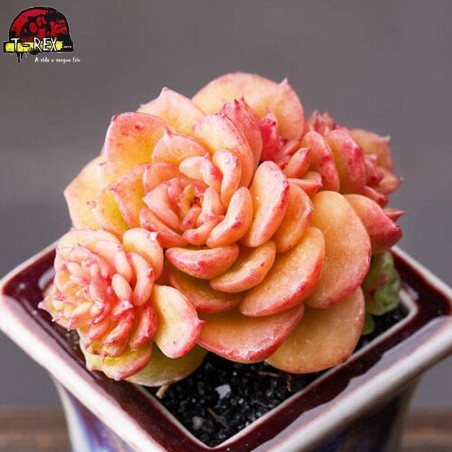comprar planta suculenta exotica