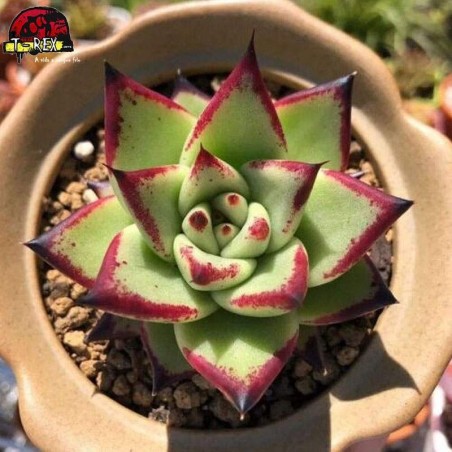 comprar suculenta rara