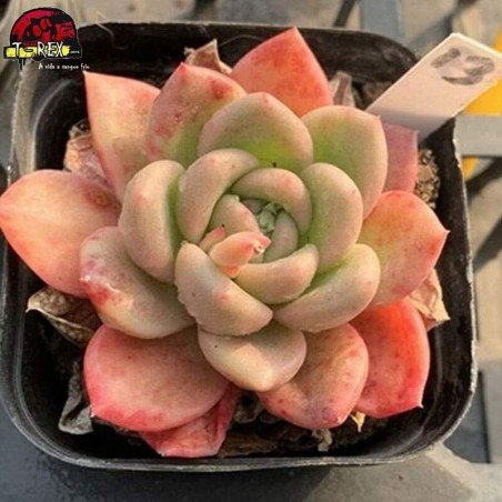 suculenta vermelha