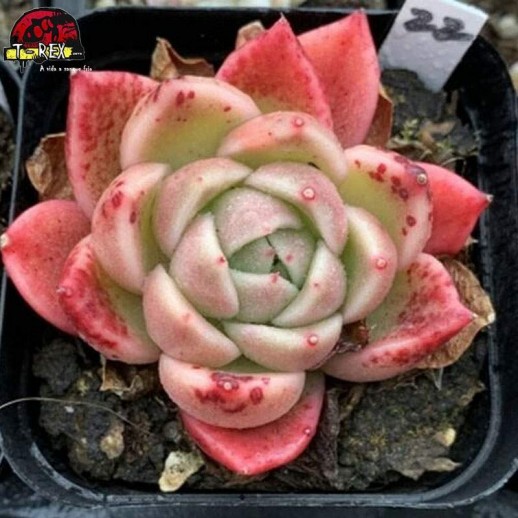 suculenta importada