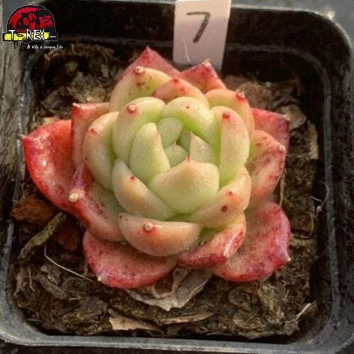 echeveria vermelha